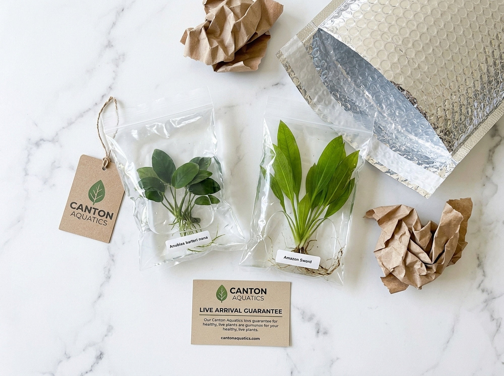 Aquarium Bundle aquatic plant for planted tank