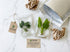 Aquarium Bundle aquatic plant for planted tank
