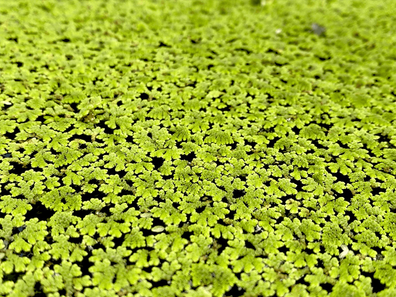 Azolla Filiculoides 