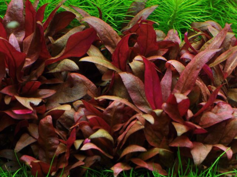 Alternanthera Reineckii Tissue Culture