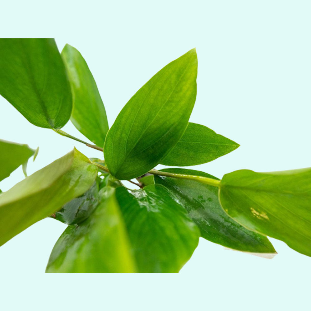 Anubias Hastifolia product photo