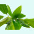 Anubias Hastifolia product photo