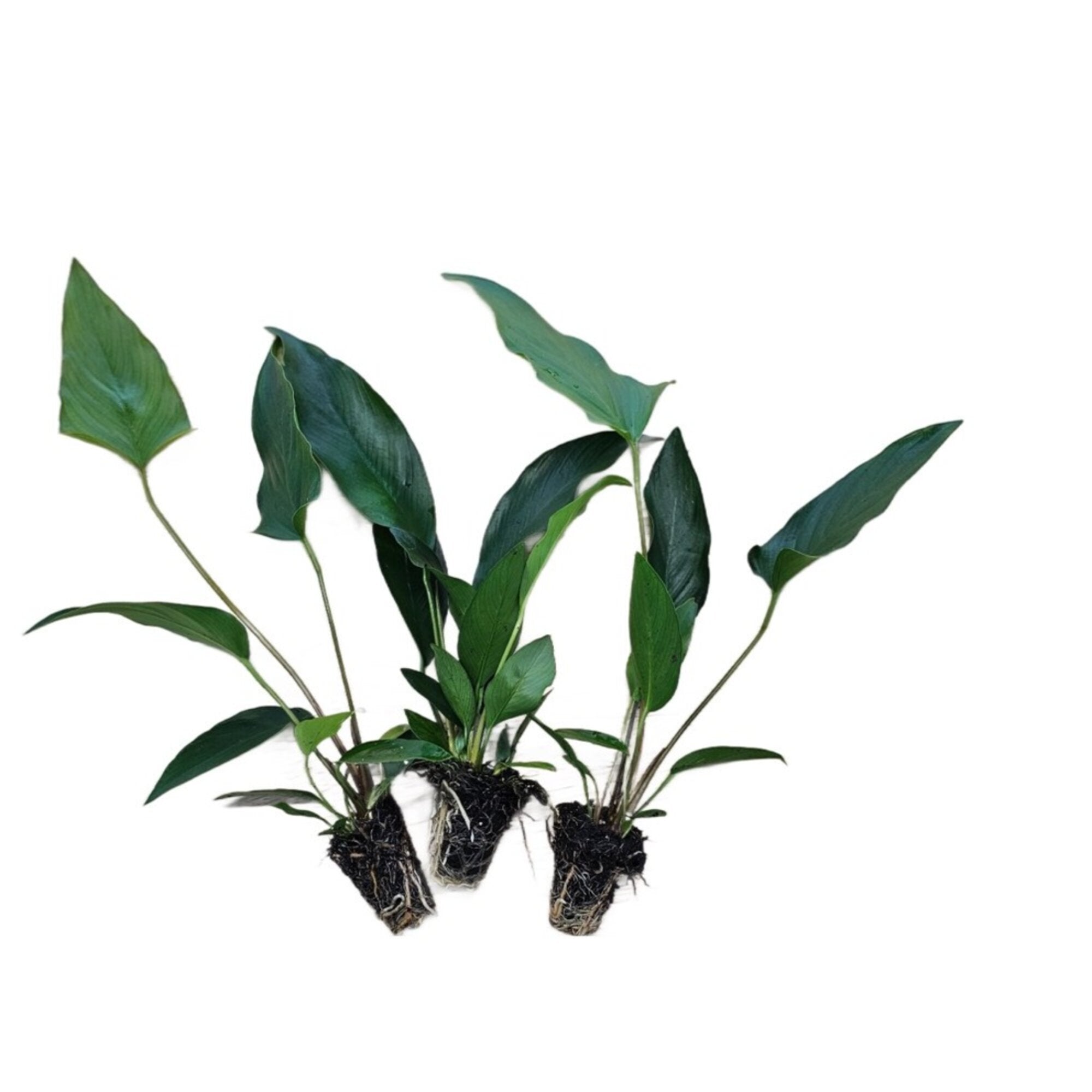 Anubias Starter Bundle (3-Pack) – Medium to Large