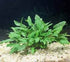 Cryptocoryne Wendtii Green