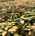 Joseph’s Coat “Multi-Color Hedge” (Alternathera sp.) live plant specimen