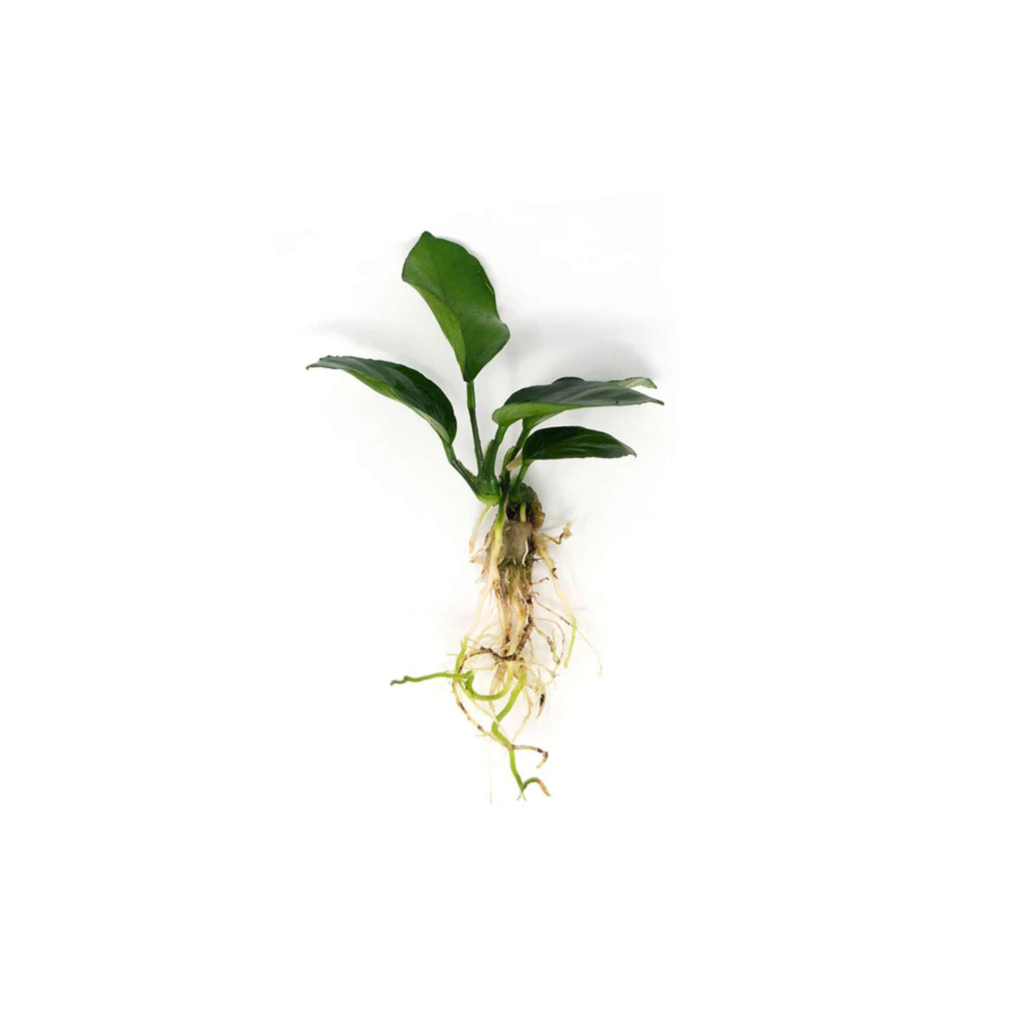 Anubias Barteri Bare Root
