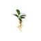 Anubias Barteri Bare Root