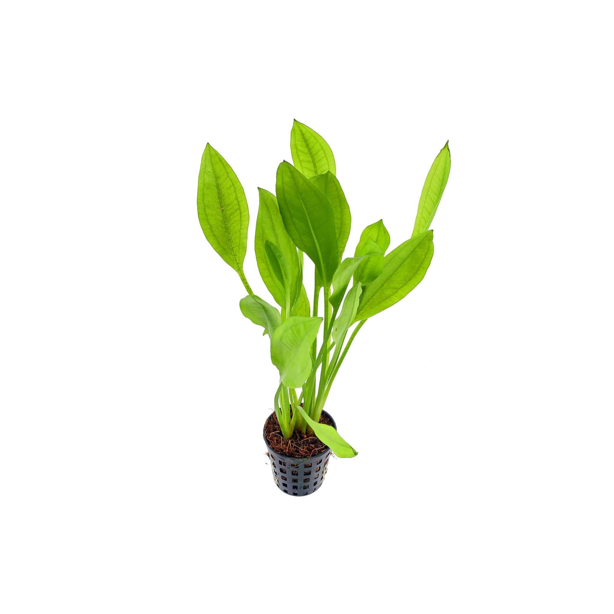 Amazon Sword Echinodorus Bleheri - Additional angle 4