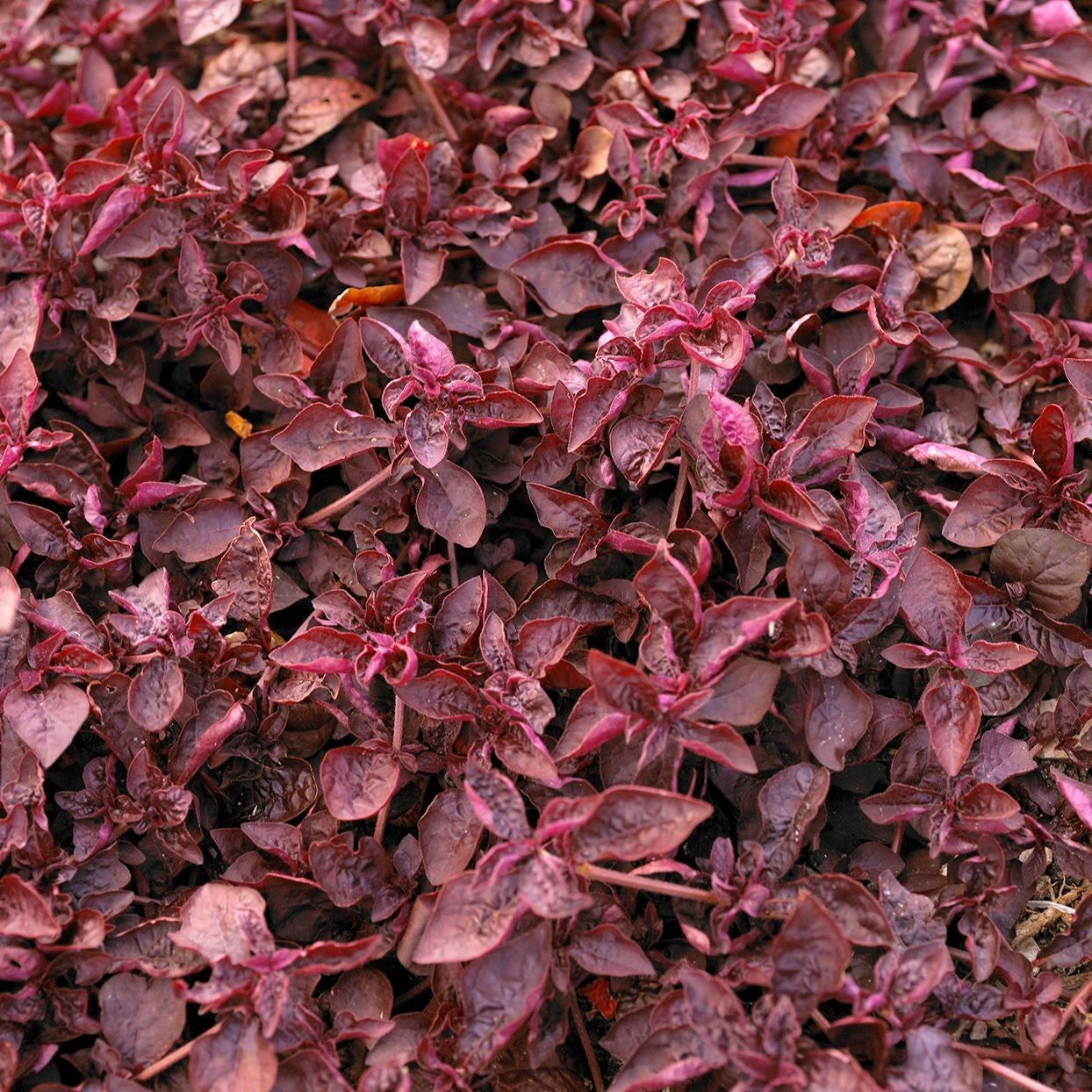 Joseph’s Coat “Multi-Color Hedge” (Alternathera sp.) in freshwater aquarium