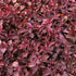 Joseph’s Coat “Multi-Color Hedge” (Alternathera sp.) in freshwater aquarium