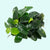 Anubias Barteri (Nana) portion you will receive