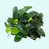 Anubias Barteri (Nana) portion you will receive