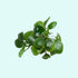 Anubias Barteri "Nana Petite" submerged in planted aquarium