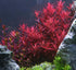 Bright Color Aquarium Plant Bundle live plant specimen