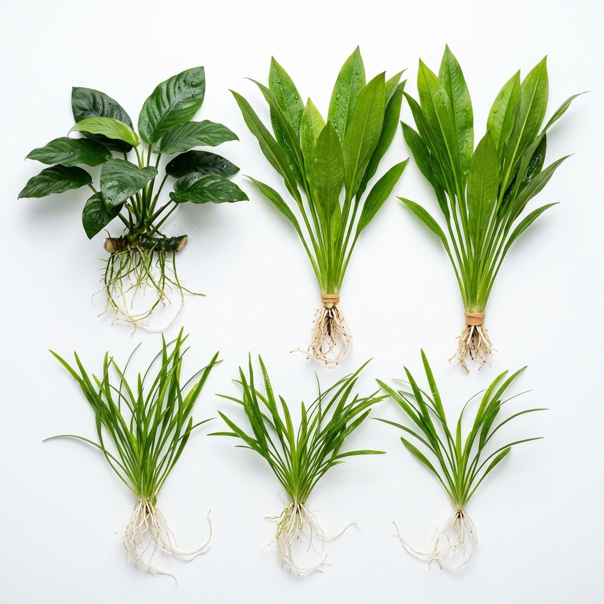 Aquarium Plant Bundle with Anubias, Amazon Sword, and Dwarf Sagittaria