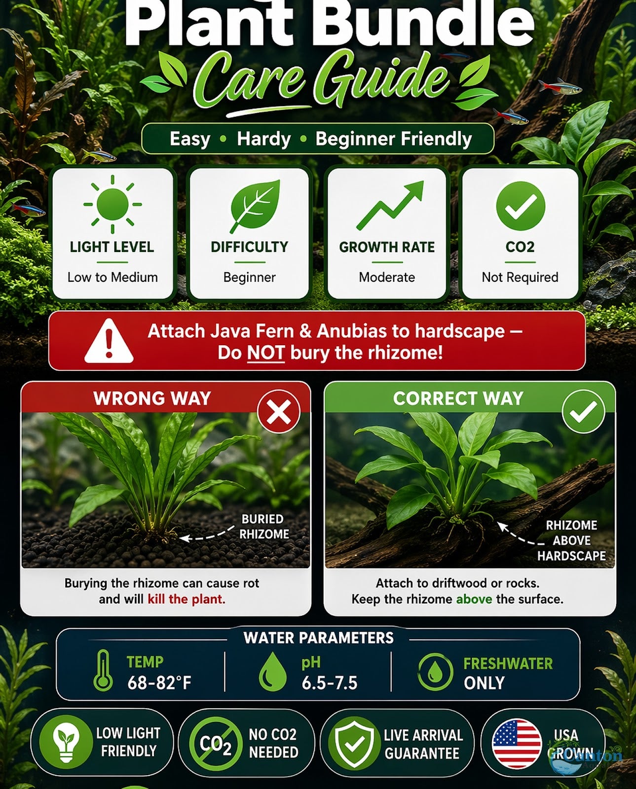 Live Aquarium Plants Bundle 6 Pack Beginner Freshwater Plants Low Light No CO2 - Bundle Size Reference