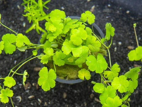 Dwarf PennyWort Japan Hydrocotyle Potted Live Aquarium Plants healthy growth example