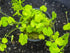 Dwarf PennyWort Japan Hydrocotyle Potted Live Aquarium Plants healthy growth example