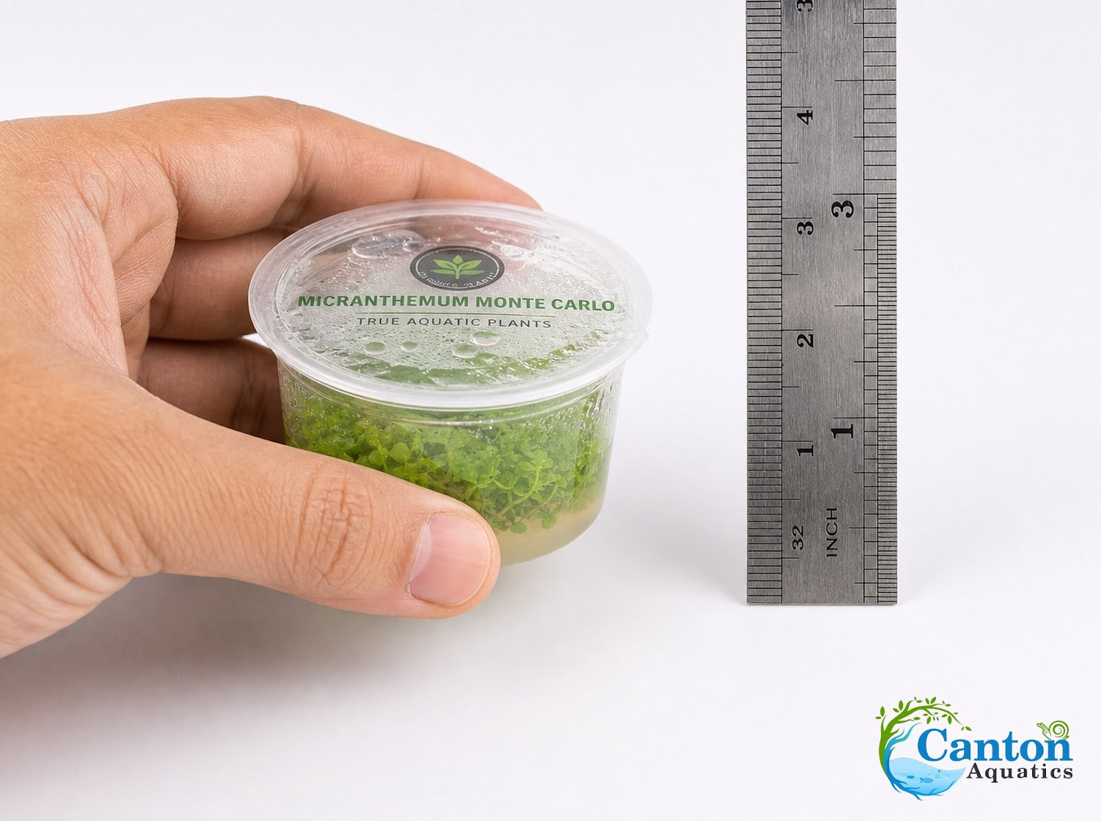 Micranthemum Monte Carlo Tissue Culture Aquarium Plant In Vitro Pest Free - Close-up detail view