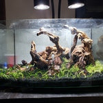 Pacific Wood For Aquascaping