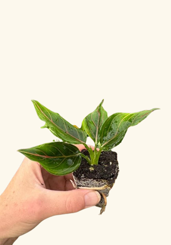 Aglaonema Red Vein Rooted Starter Plant