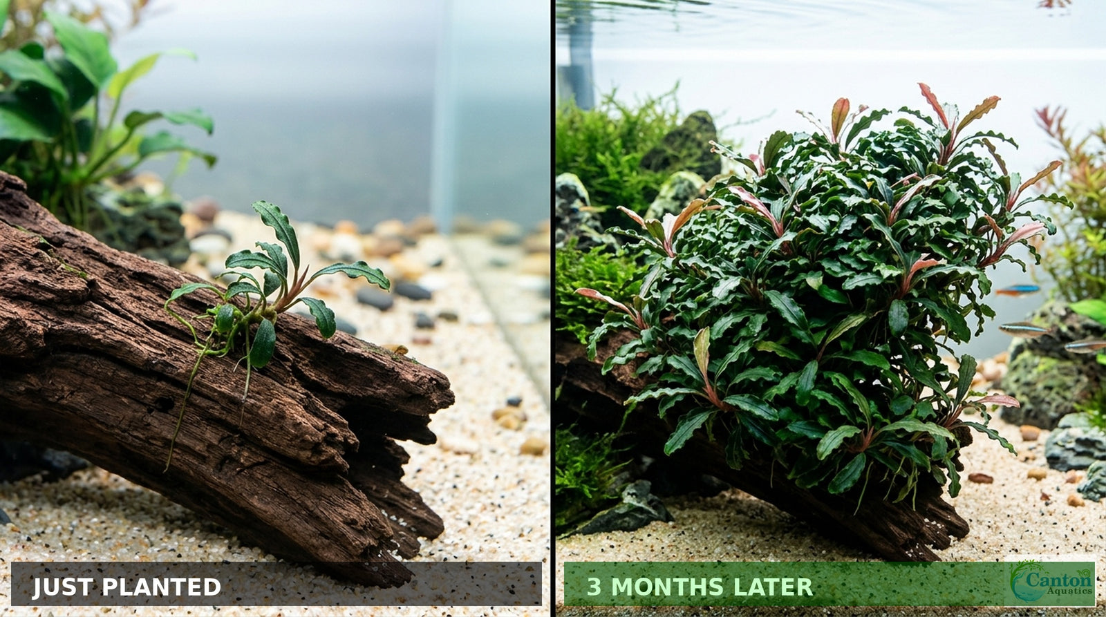 Bucephalandra Kedagang 52 - Image 9