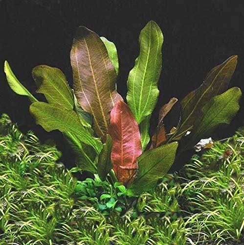 Potted Live Aquarium Plants Bundle (6 Pots) aquatic plant for planted tank