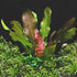 Potted Live Aquarium Plants Bundle (6 Pots) aquatic plant for planted tank
