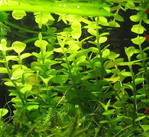 Bright Color Aquarium Plant Bundle close-up detail