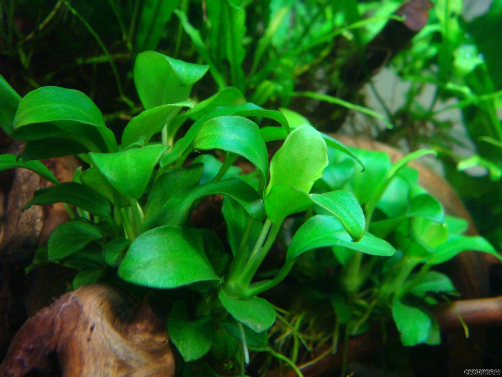 Live Anubias Barteri 