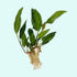 Anubias Frazeri