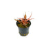 Cryptocoryne Crypt Flamingo Live Aquarium Plant Pink Easy in freshwater aquarium