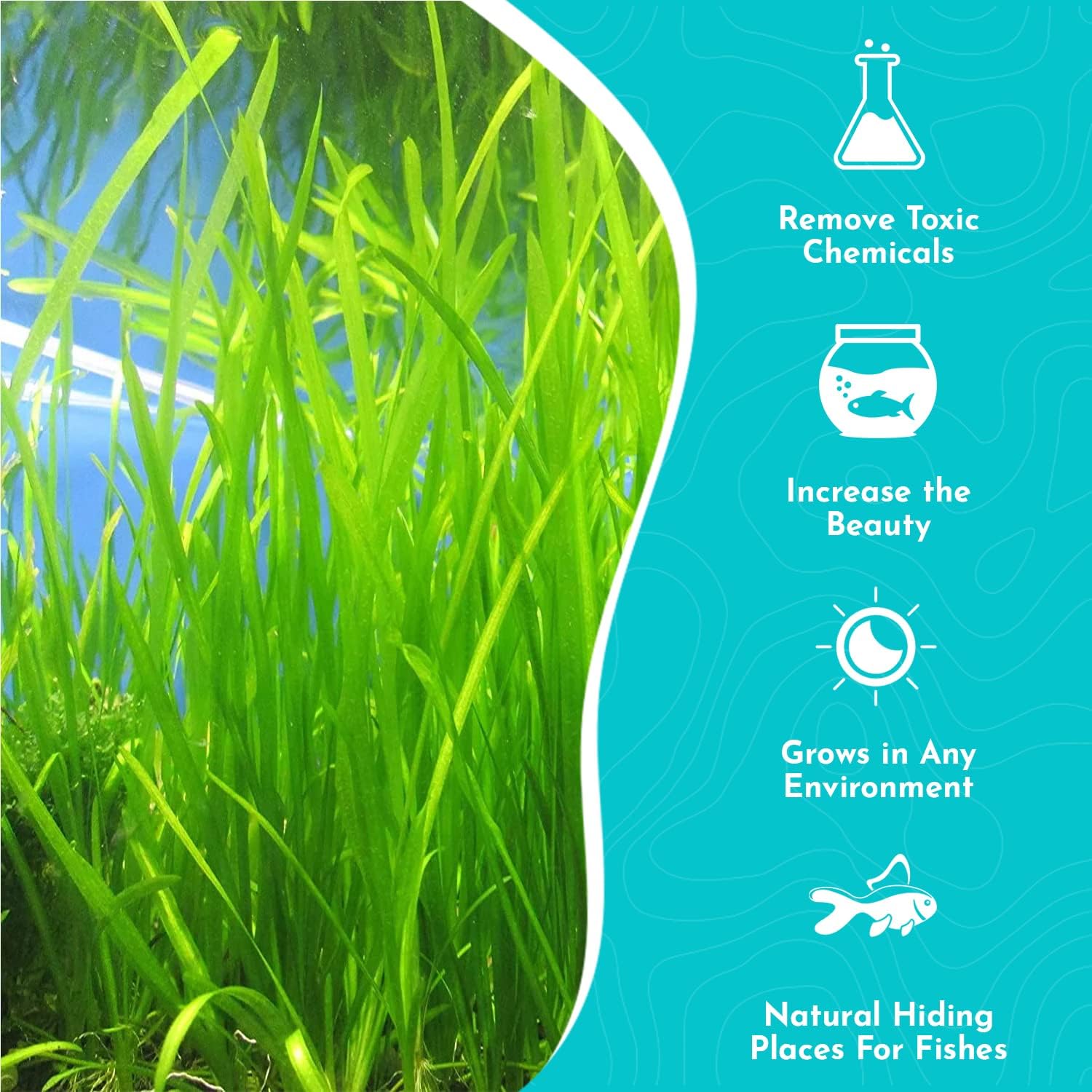 6 Valisnaria (Vals) Spiralis Italian