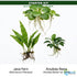 Java Fern & Anubias Nana (Microsorum Pteropus, Anubias Barteri) bundle