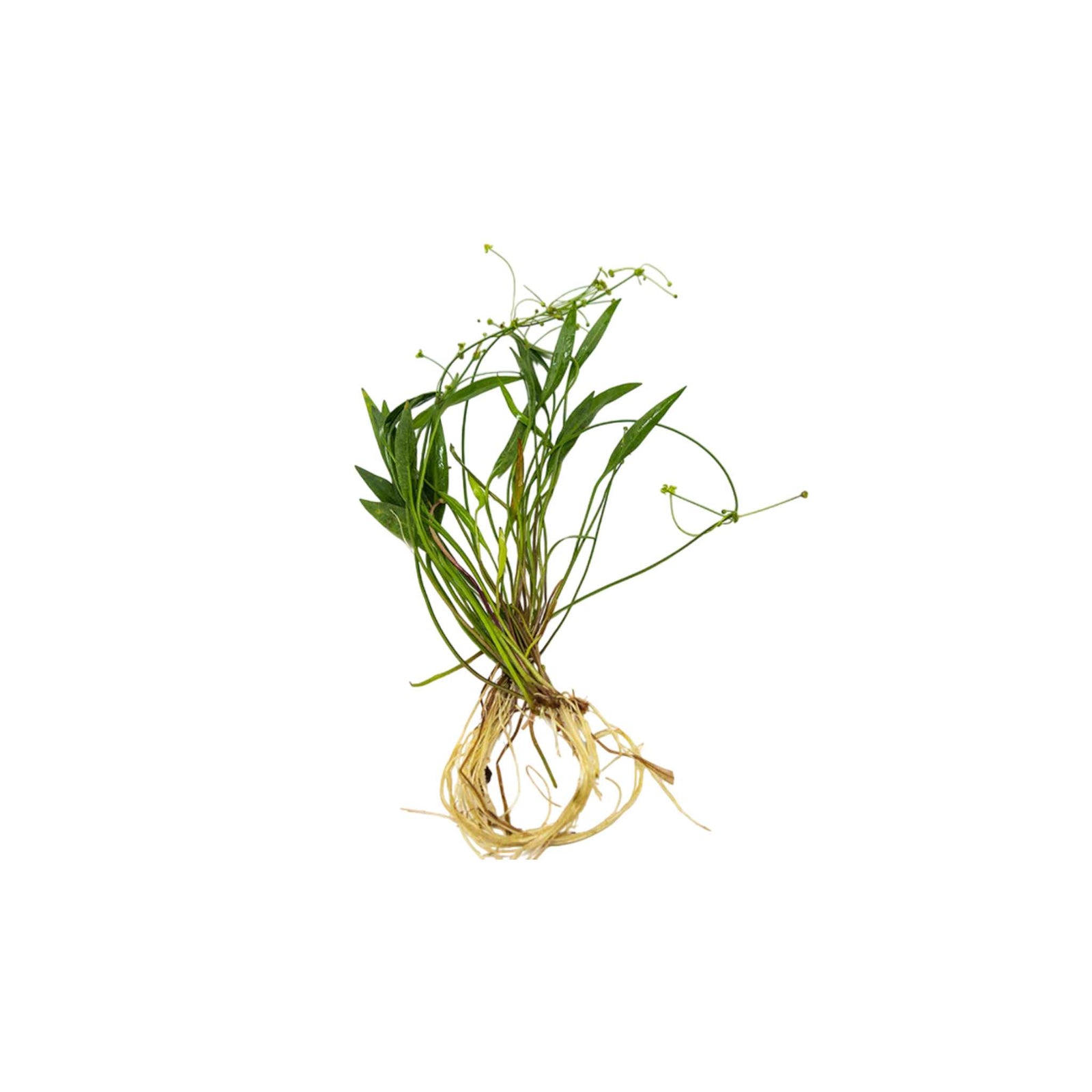 Chain Sword Narrow Leaf Hellanthium Bolivianum freshwater aquatic plant