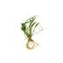 Chain Sword Narrow Leaf Hellanthium Bolivianum freshwater aquatic plant