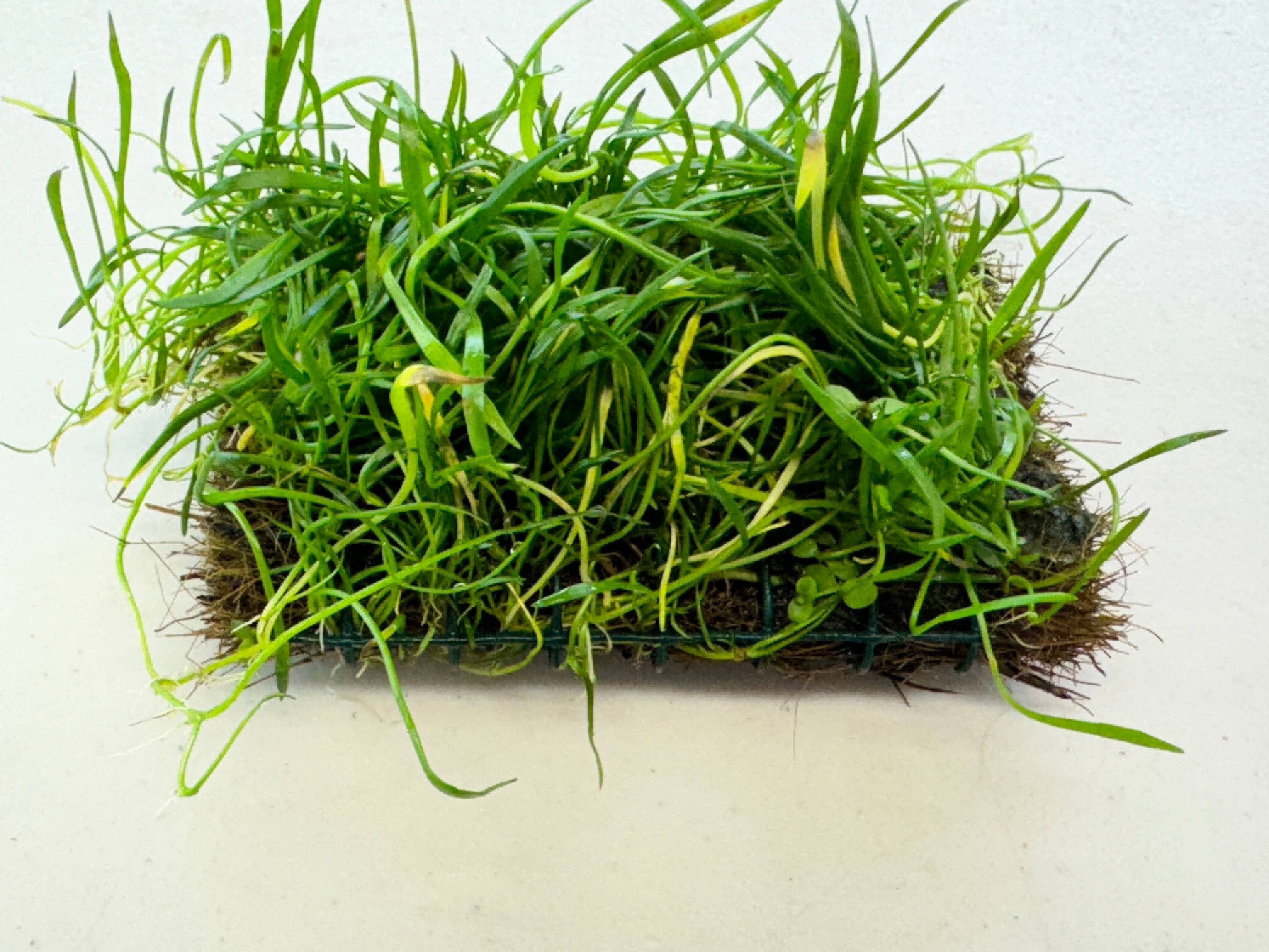 Micro Sword NarrowLeaf (Lilaeopsis Zelandiae) plant care and growth