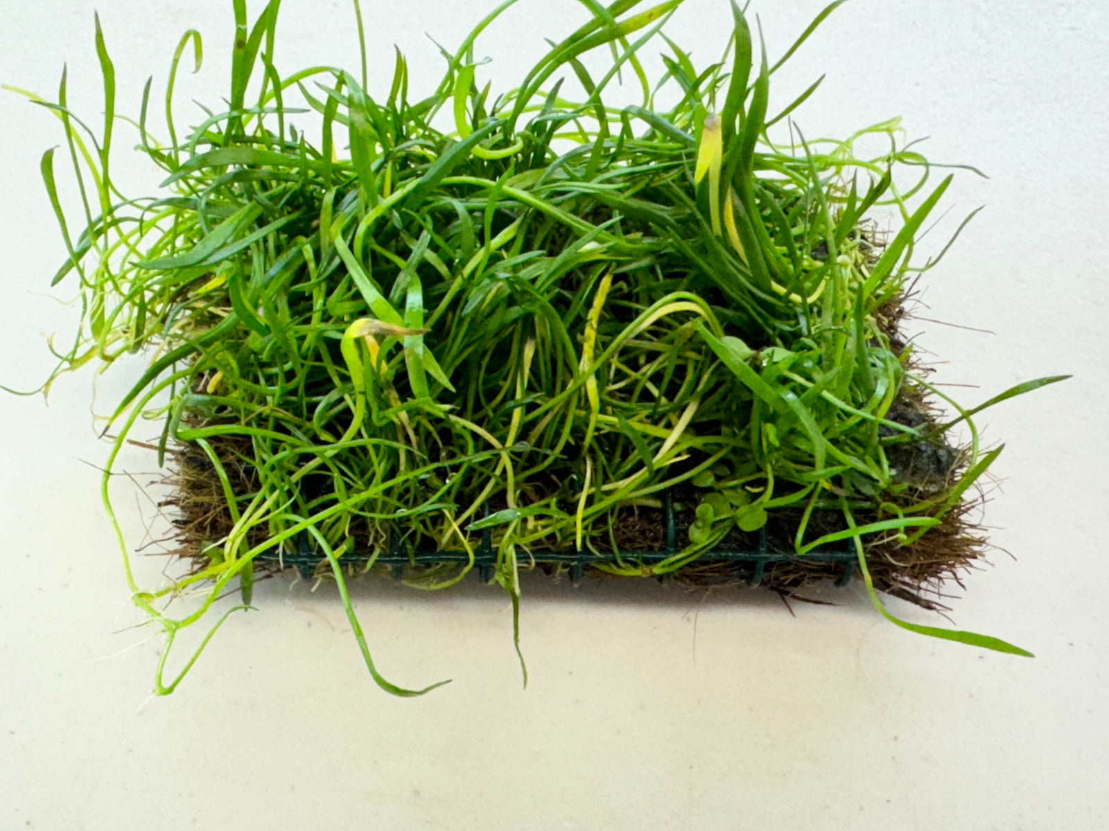 Micro Sword NarrowLeaf (Lilaeopsis Zelandiae) plant care and growth