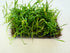Micro Sword NarrowLeaf (Lilaeopsis Zelandiae) plant care and growth