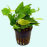Live Anubias Barteri Nana (Golden) aquarium plant