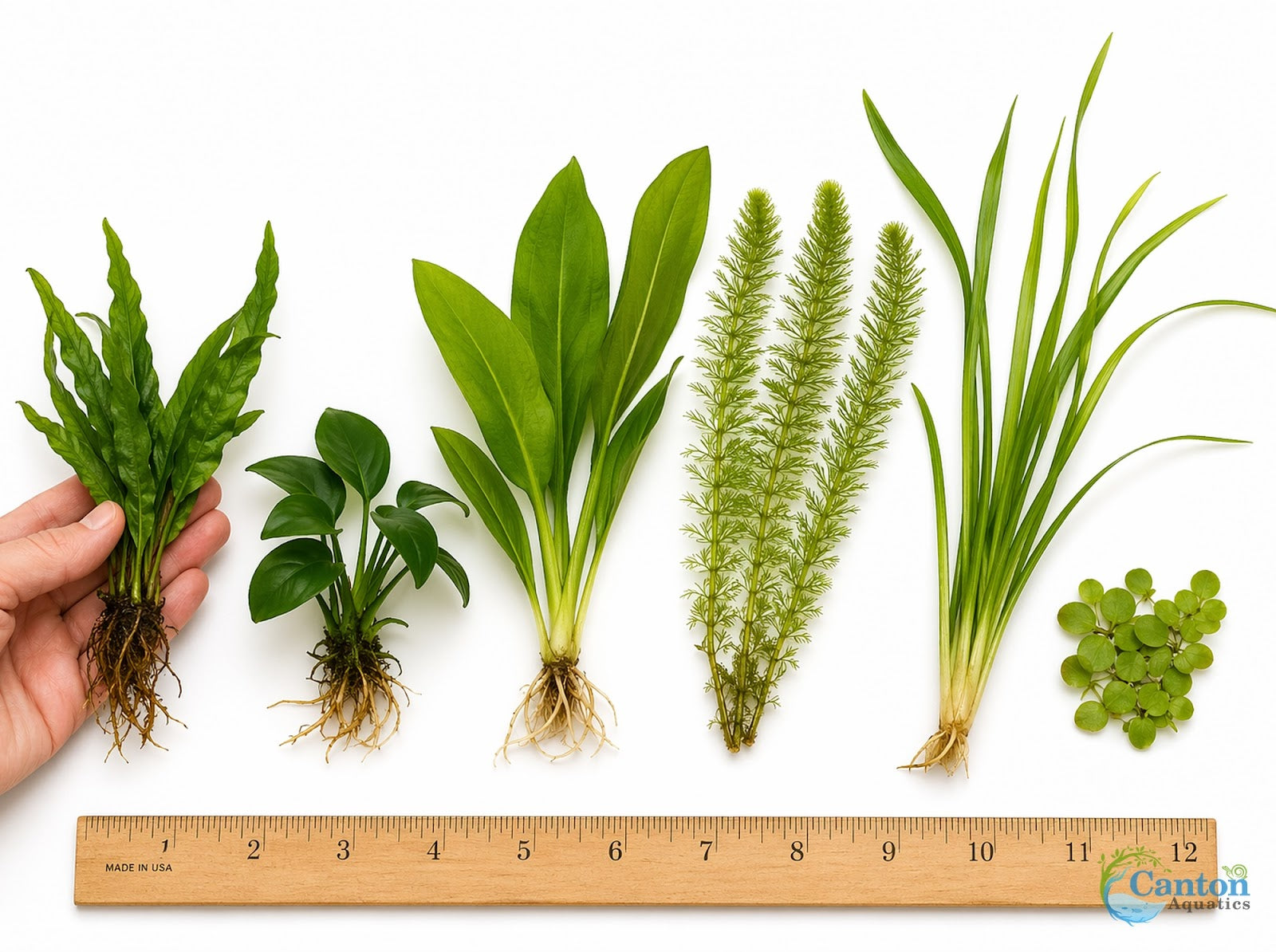 Live Aquarium Plants Bundle 6 Pack Beginner Freshwater Plants Low Light No CO2 - Plants Included