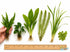 Live Aquarium Plants Bundle 6 Pack Beginner Freshwater Plants Low Light No CO2 - Plants Included