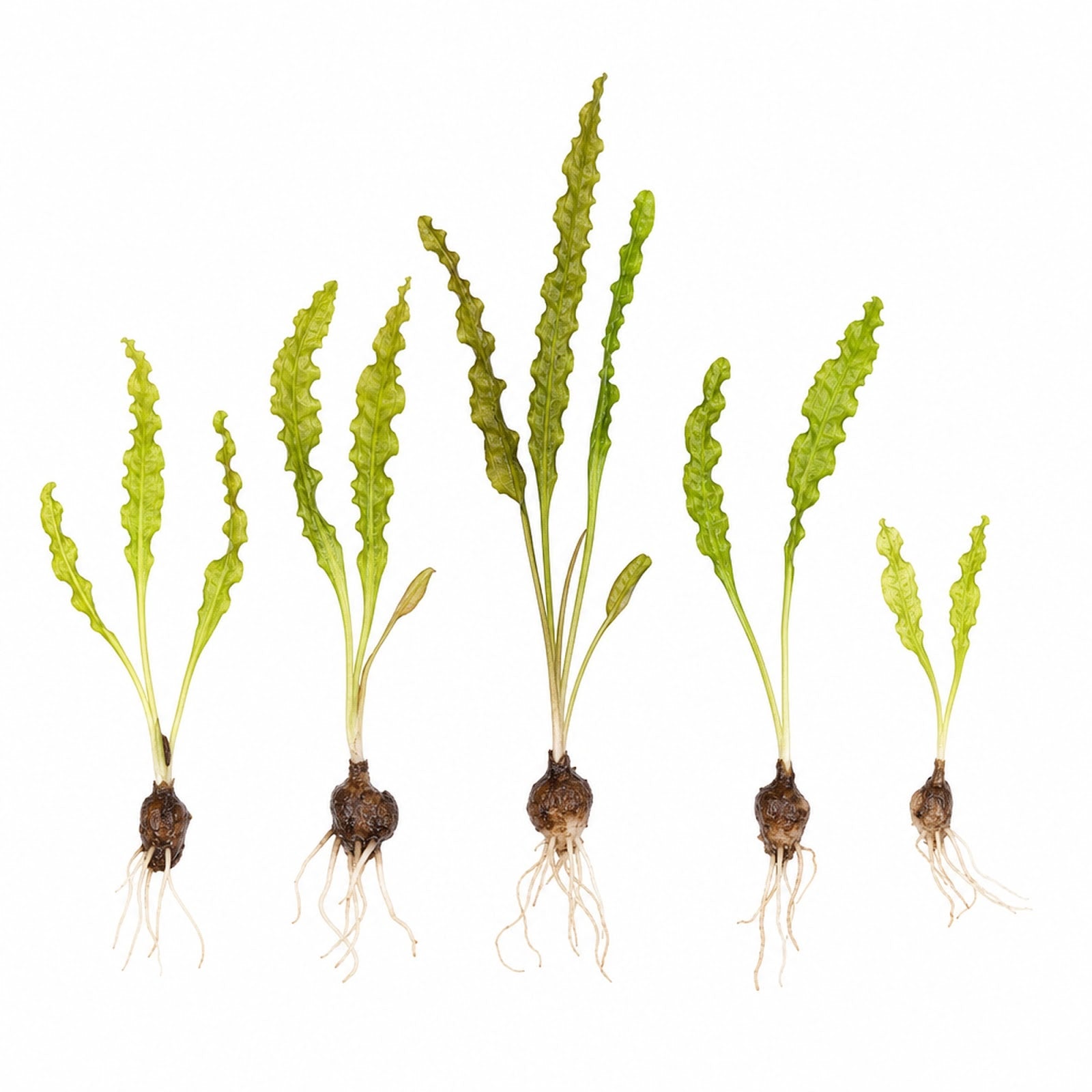 Live Aponogeton Longiplumulosus aquarium plant - Low light green plant