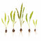 Live Aponogeton Longiplumulosus aquarium plant - Low light green plant