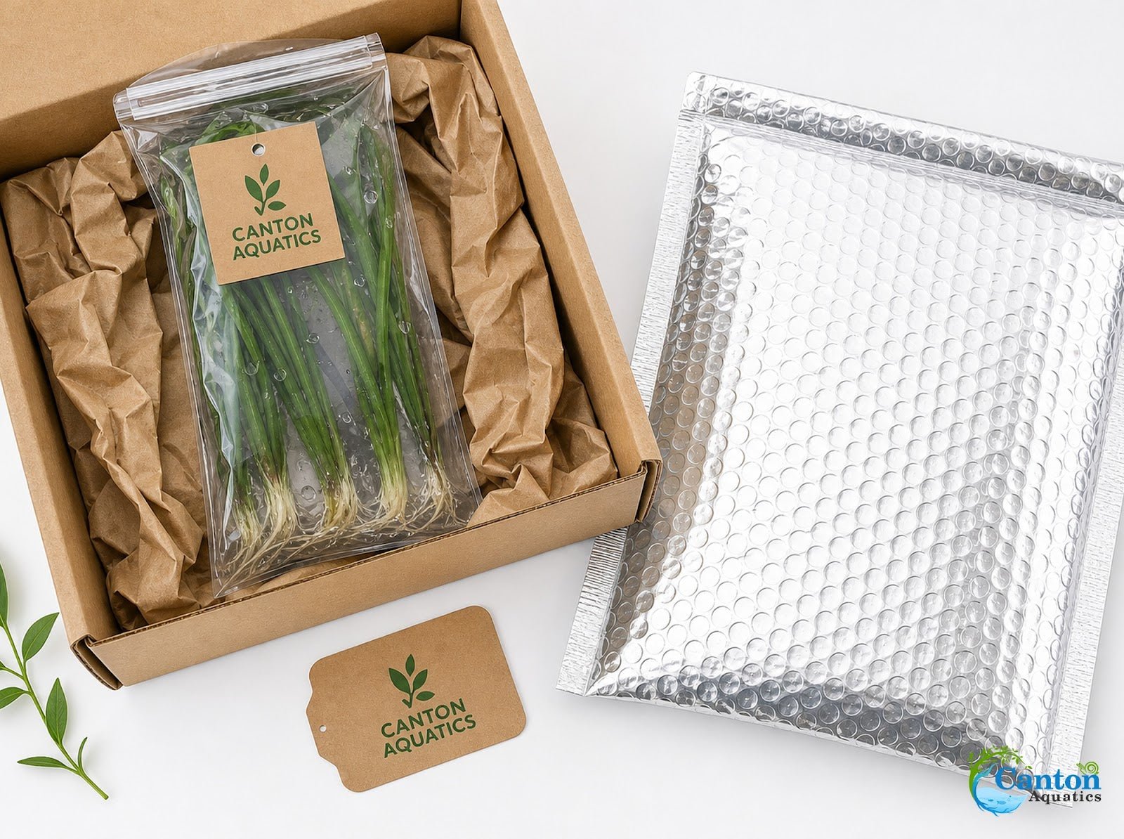 Italian Vallisneria Spiralis Live Aquarium Plants - 6 Pack