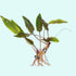 Cryptocoryne Crypt (Undulata) healthy growth example