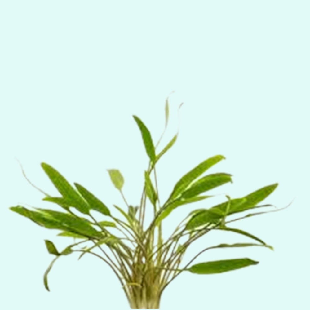 Cryptocoryne Crypt Lucens size and color reference