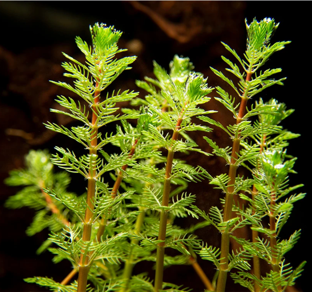 parrot house plant Red Parrot Feather (Myriophillum Brasillensis)