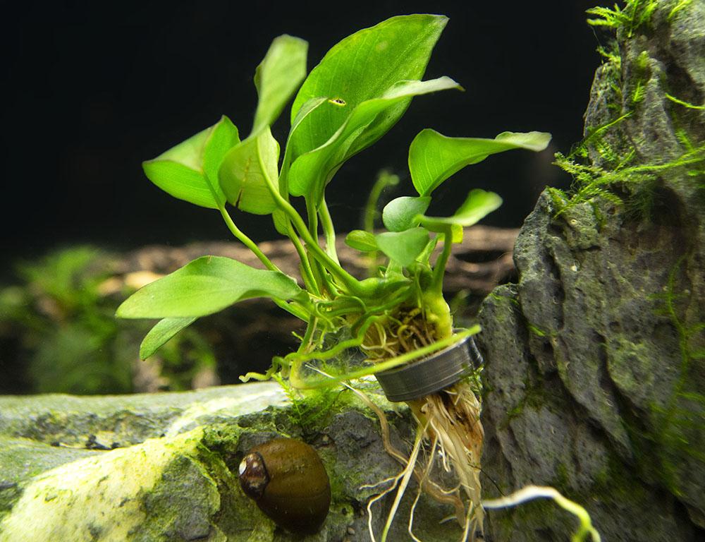 Anubias Barteri 
