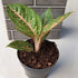 Aglaonema Queen Red Valentine Rooted Starter Plant